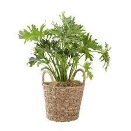 DESCRIPTION: (1) SEAGRASS TWISTED BASKET WITH LINER BRAND/MODEL: #1005 704 887 INFORMATION: JUST BASKET, NO PLANT INCLUDED SIZE: 10" DROP IN READY, 12