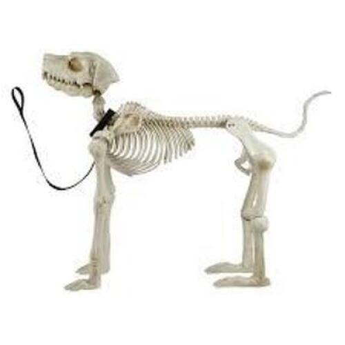 DESCRIPTION: (1) OUTDOOR HALLOWEEN DECORATION BRAND/MODEL: WAY TO CELEBRATE #H42965-02582 INFORMATION: SKELETON DOG, WHITE SIZE: 60" RETAIL$: $99.00 E