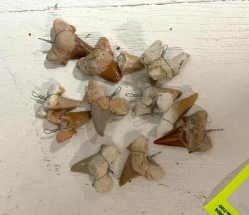 ASSORTED SHARK TEETH AS SHOWN