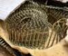 Grizzly T20719 234; x .09934; 15 Deg Coil Nails, 9000 pc.
