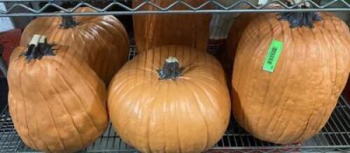(6) CARVABLE FAUX PUMPKINS