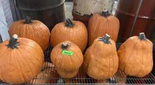 (7) CARVABLE FAUX PUMPKINS
