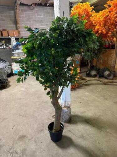 (3) AUTOGRAPH FOLIAGE; FAUX FICHUS TREES.