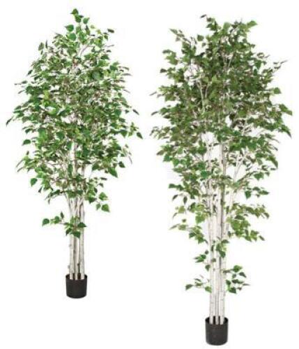 (5) AUTOGRAPH FOLIAGE TALL WHITE BIRCH TREES.