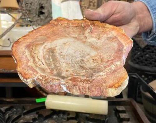 PETRIFIED WOOD - 6" X 7"