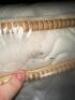 SAATVA CLASSIC 11.5" LUXURY FIRM HYBRID QUEEN - 7
