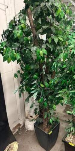 DESCRIPTION 6' FAKE POTTED FICHUS TREE LOCATION BAY 6 QTY 1