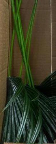 DECORATIVE PLANT