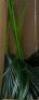 DECORATIVE PLANT