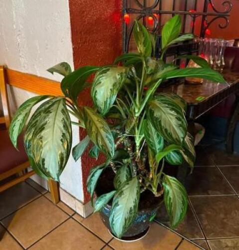 REAL CHINESE EVERGREEEN PLANT