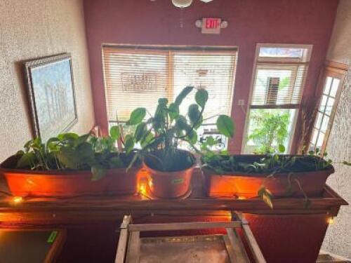 (3) POTTED PLANTS