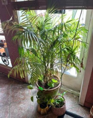 (3) POTTED PLANTS