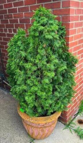 (2) POTTED PLANTS