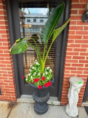 (2) POTTED PLANTS