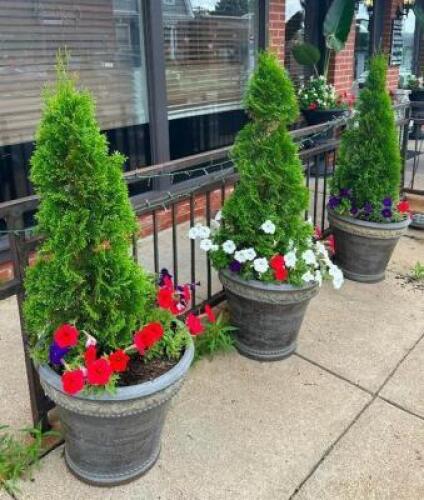 (3) POTTED PLANTS