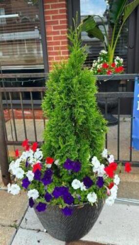 POTTED PLANT