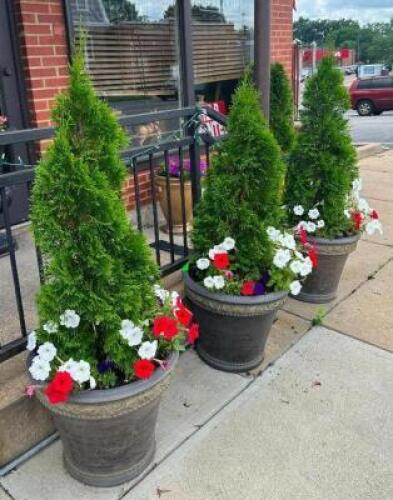(3) POTTED PLANTS